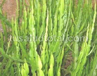 Remedios naturales para las várices