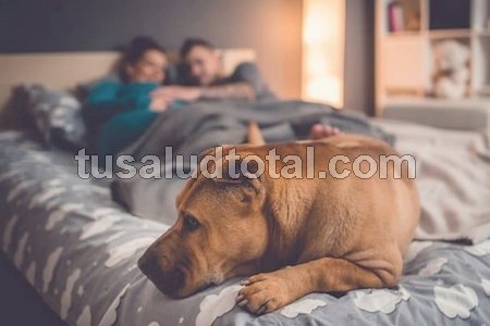Cómo controlar crisis asmáticas: evita mascotas en tu cama