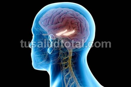 Hipocampo (Ve cómo mejorar la memoria y la concentración)
